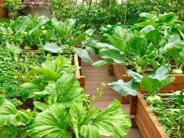 Ẩm thực - Nhớ kỹ điều này để phân biệt rau an toàn và rau "ngậm thuốc"