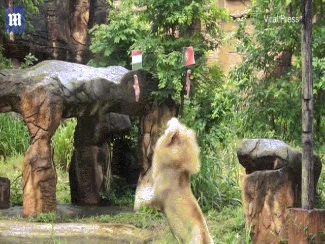 Phi thường - kỳ quặc - Sư tử “tiên tri” ở vườn thú Thái Lan dự đoán đúng 4 trận đấu Euro 2020