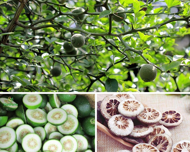 Chỉ thực giúp tăng cường chức năng cơ thắt thực quản dưới và nhu động đường tiêu hóa