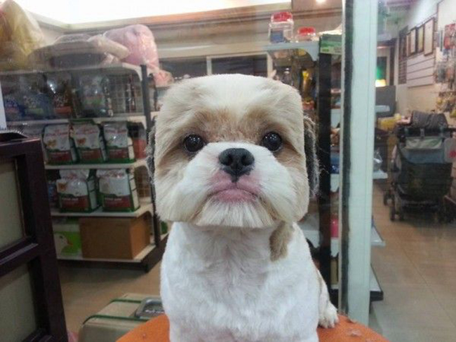 Những chú chó vuông: Đa số chúng ta đều thấy tạo hình này thật&nbsp;kỳ lạ, nhưng kiểu cắt lông đầu hình vuông hoàn hảo như thế này là hoàn toàn bình thường đối với những chú chó ở Đài Loan và Nhật Bản.&nbsp;
