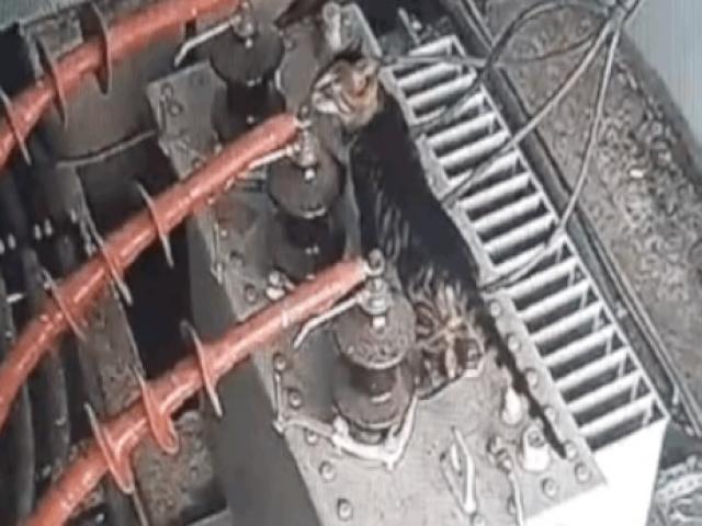 Media - Clip: Mèo mướp hồi sinh thần kỳ sau khi bị điện giật