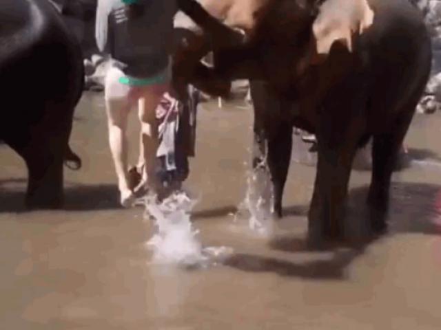 Media - Clip: Voi nổi điên, húc văng nữ du khách xinh đẹp lên không trung