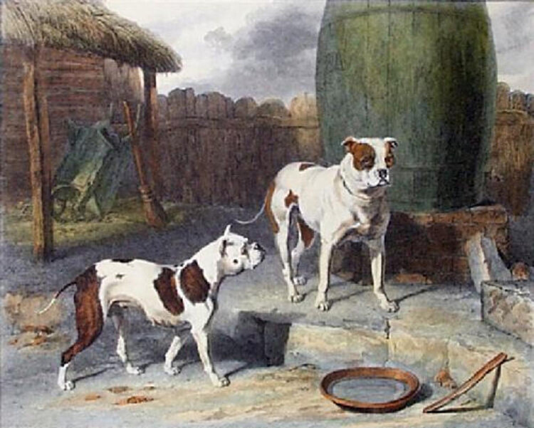 Tranh vẽ giống chó Bulldog ở Anh năm 1811 của họa sĩ Abraham Cooper. Ảnh: Abraham Cooper
