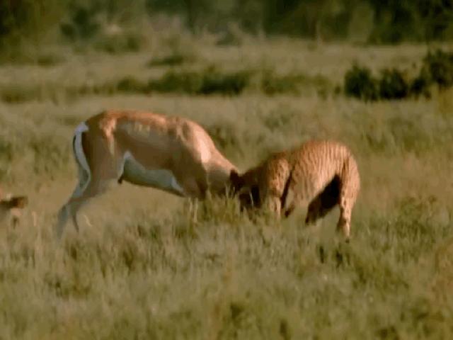 Media - Bị báo săn truy sát, linh dương “lên đồng” lao thẳng vào kẻ địch và cái kết