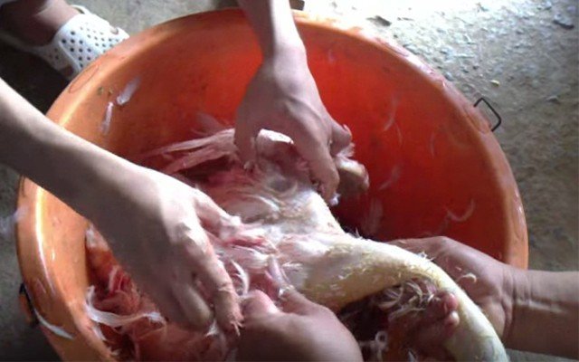 Cho thêm vài giọt này, đảm bảo ngan luộc vừa ngon, vừa mềm &#34;càng ăn càng nghiện&#34; - 3