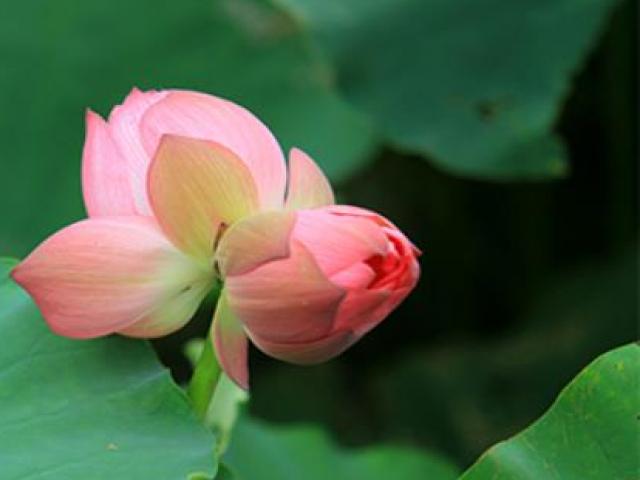 Thị trường - Tiêu dùng - 2 loại sen đang "gây sốt" hè này, loại thứ hai cực khó kiếm