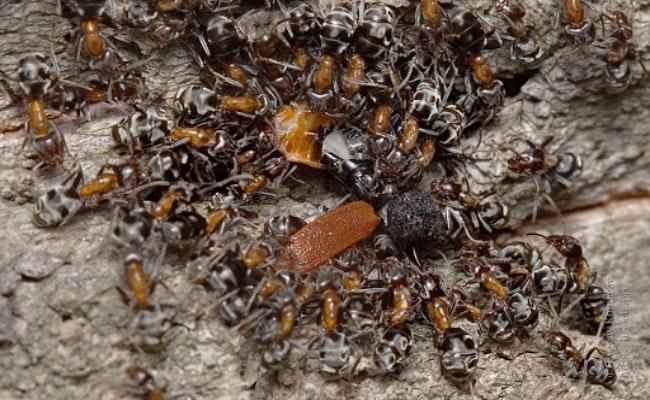  Escamol là ấu trùng của loài kiến trong chi Liometopum. Chúng được thu hoạch từ rễ của cây agave hoặc cây maguey (mezcal) ở Mexico.
