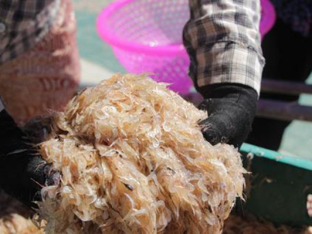 Thị trường - Tiêu dùng - Ra biển vớt "lộc trời" giữa mùa dịch, ngư dân Hà Tĩnh thu tiền triệu mỗi ngày