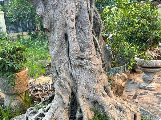 Thị trường - Tiêu dùng - Lão nông mua cây sanh "xấu xí" về uốn nắn, vài năm sau khách trả giá "khủng" quyết không bán