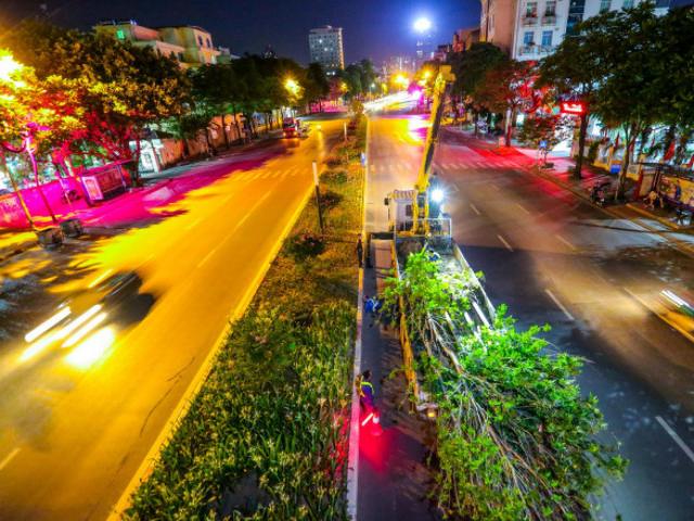 Tin tức trong ngày - Hà Nội di dời hàng cây phong lá đỏ trong đêm