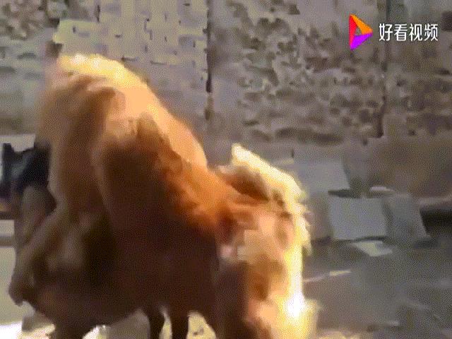 Phi thường - kỳ quặc - Video: "To gan" khiêu chiến với ngao Tây Tạng, chó Becgie bị đối thủ "khóa mõm"