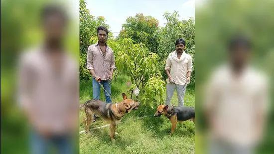Đôi vợ chồng ở Ấn Độ thuê vệ sĩ và chó dữ để bảo vệ 2 cây xoài quý.