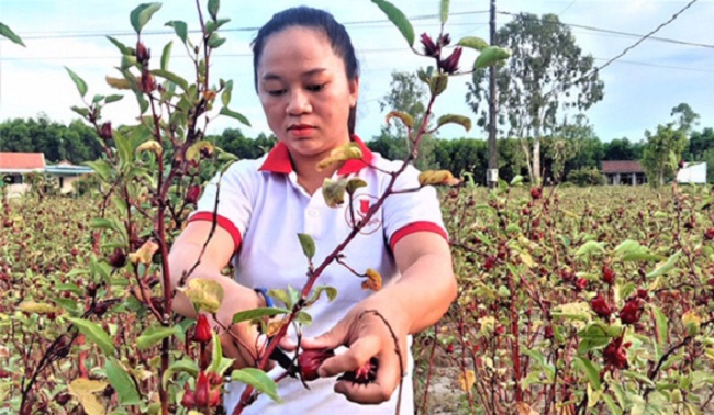 Trồng cây lạ chơi hoa, sau vài năm nhân giống người dân có thu nhập hàng trăm triệu - 3