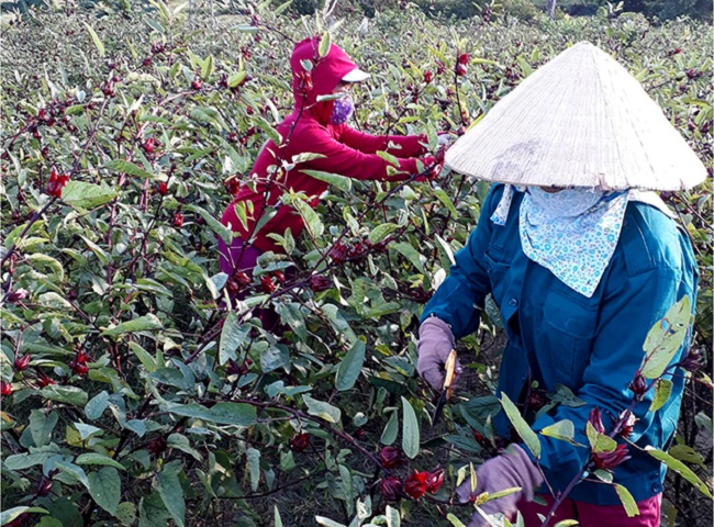 Người dân&nbsp;thu hoạch những bông&nbsp;hoa Atiso đỏ