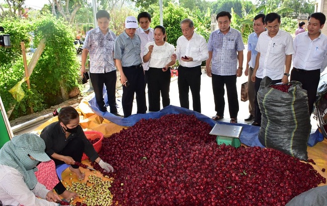 Trồng cây lạ chơi hoa, sau vài năm nhân giống người dân có thu nhập hàng trăm triệu - 2