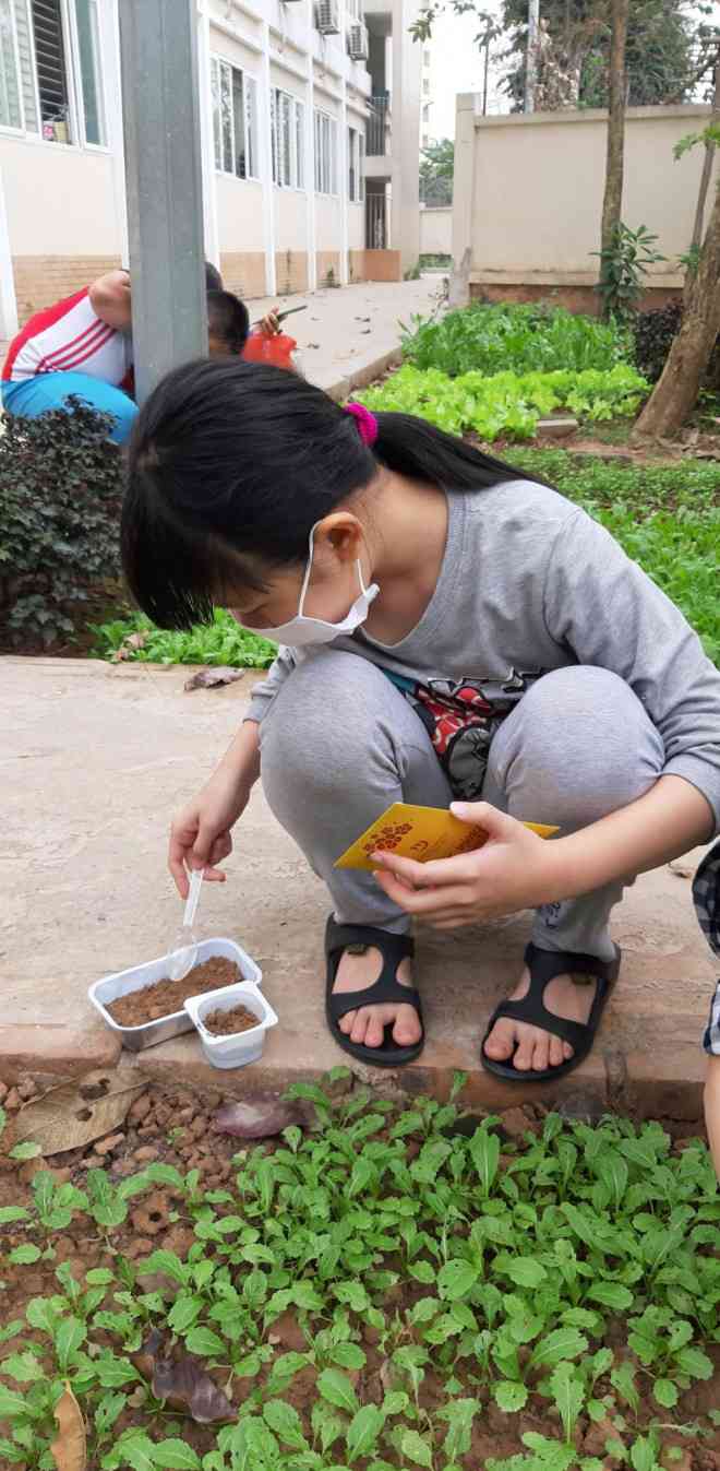Học sinh lấy đất để ươm hạt cây và theo dõi hạt nảy mầm.