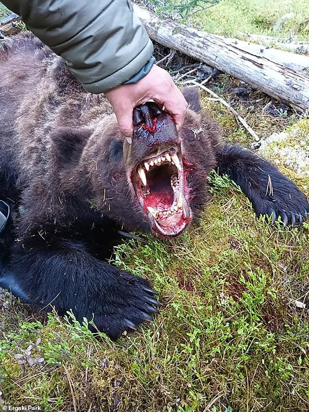 Con gấu nâu to lớn và có hàm răng đáng sợ&nbsp;