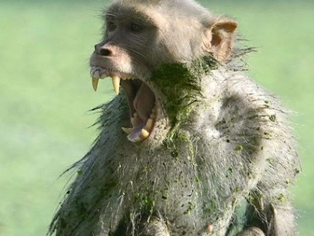 Tin tức trong ngày - Khỉ hoang tấn công cháu bé tại Quảng Trị