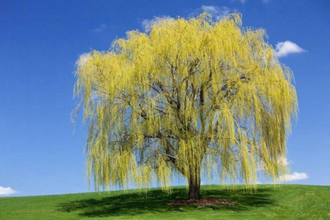 Trong ngày có gió, một cây liễu trung bình có thể phát tán hơn 10.000 hạt phấn chứa hàng trăm nghìn phần từ virus Covid-19 vào không khí