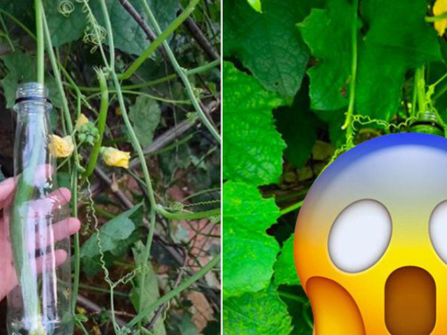 Bạn trẻ - Cuộc sống - Thanh niên thử trồng mướp trong chai nhựa, thành quả khiến dân mạng định giá "khủng"