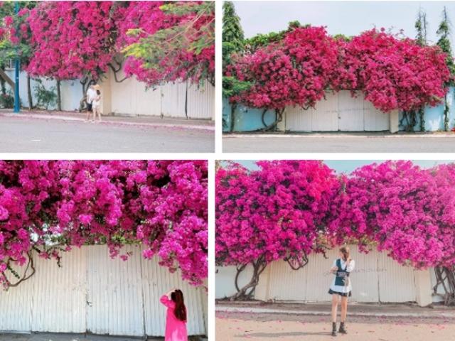 Pháp luật - Lãnh 7 năm tù vì cưa 24 gốc hoa giấy trên tuyến đường đẹp nhất TP Vũng Tàu