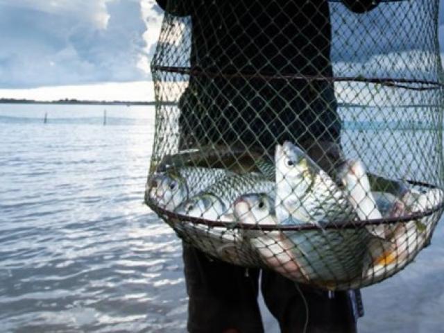 Thị trường - Tiêu dùng - Loài tưởng như tuyệt chủng ở Việt Nam, nay "hồi sinh", giá tiền triệu/con