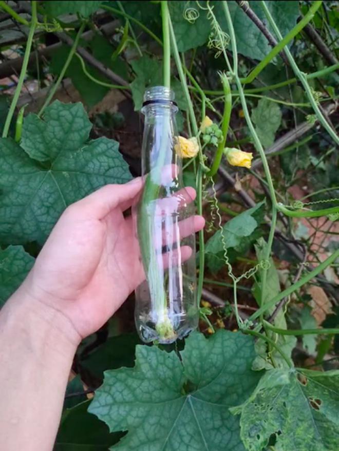 Ngay từ khi trái mướp mới chỉ nhỏ xíu, chàng trai đã đặt nó vào trong một chai nhựa.