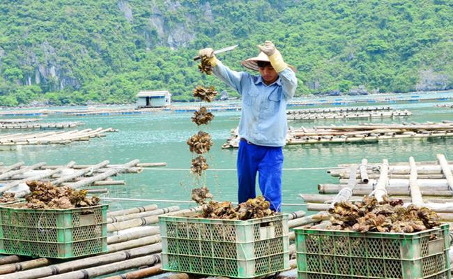 Ông Nguyễn Văn Mãnh, một chủ lồng bè nuôi hàu ở Bà Rịa – Vũng Tàu cho biết, ông bắt đầu nuôi hàu Thái Bình Dương từ năm 2016, đến nay ông Mãnh đã có vài chục lồng bè. 
