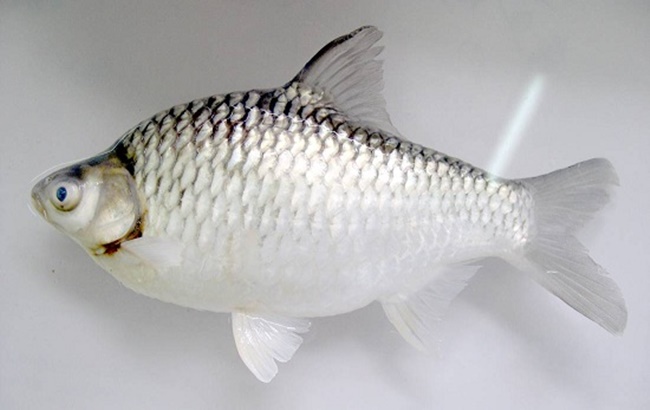 Loài cá này phổ biến ở khu vực Đồng bằng Sông Cửu Long, được đánh giá ngon, song có thời điểm chúng gần như biến mất.
