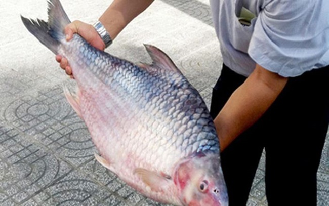 Năm 2013, một con cá mè vinh nặng 10kg đã được ngư dân bắt tại An Giang và được bán với giá 180.000 đồng/kg tức 1,8 triệu đồng cả con. Con cá dài 50cm, bề hoành 30cm.
