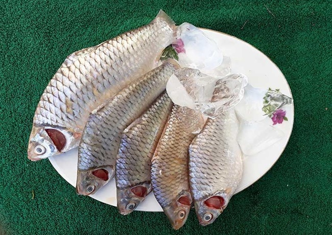Từ nguyên liệu cá mè vinh có thể chế biến thành các món như cá mè kho lạc chấm rau sống, cá mè nấu canh chua bông súng, lẩu cá mè, mắm cá mè…
