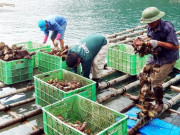 Thị trường - Tiêu dùng - 2 loài nuôi vài tháng là chết, người Việt vẫn coi như &quot;mỏ vàng&quot;