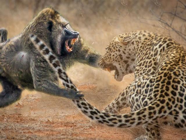 Media - Clip: Vào lãnh địa của khỉ đầu chó hùng hậu, báo đốm nhận "trái đắng"