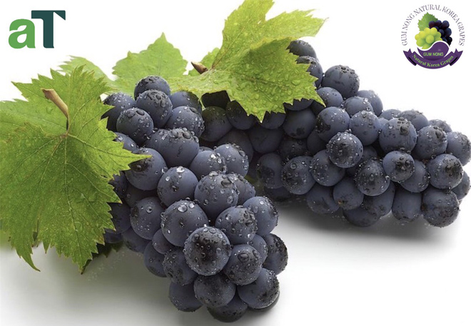 Mùa nho tươi sắp đến - 1