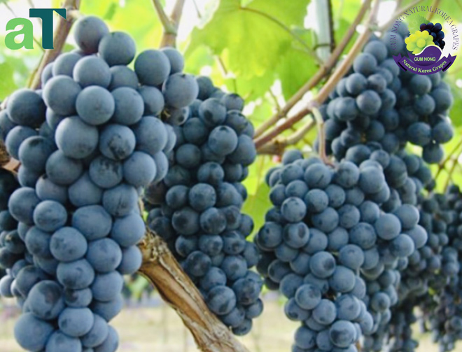 Mùa nho tươi sắp đến - 2