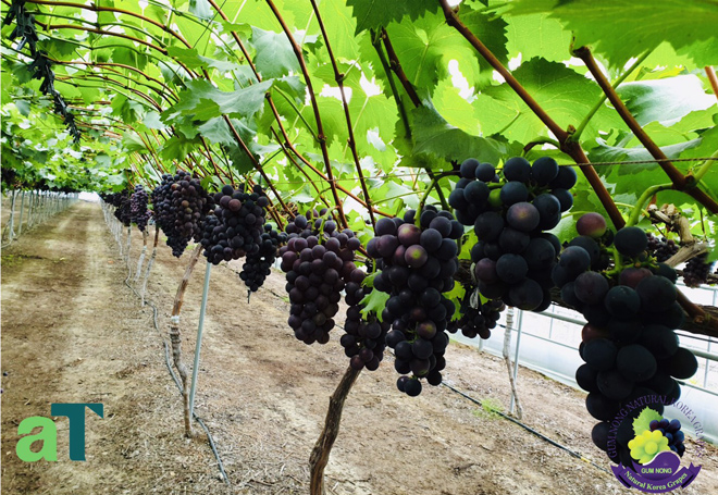 Mùa nho tươi sắp đến - 3