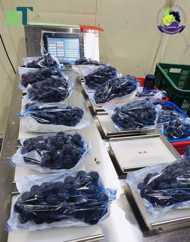 Mùa nho tươi sắp đến - 5