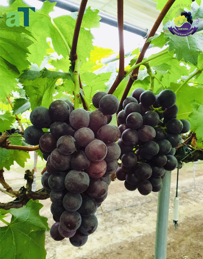 Mùa nho tươi sắp đến - 4