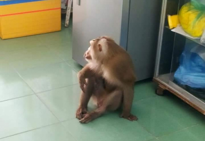 Con khỉ thường xuyên vào nhà dân lấy cắp đồ ăn