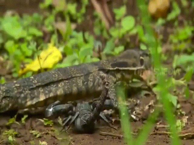 Phi thường - kỳ quặc - Video: Kỳ đà Monitor tấn công bọ cạp và cái kết bất ngờ