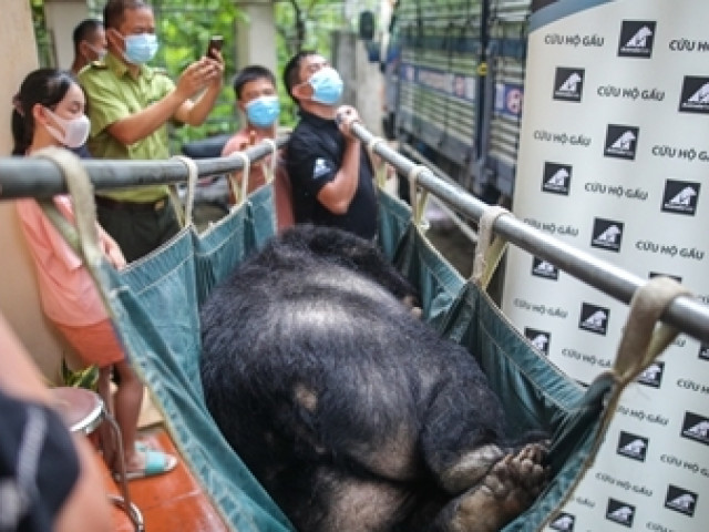Tin tức trong ngày - Giải cứu 3 cá thể gấu ngựa cuối cùng ở Lạng Sơn