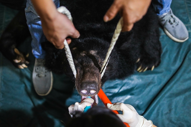 Sau khi gây mê và được đưa ra ngoài, gấu sẽ được kiểm tra sức khỏe, lấy mẫu lông, mẫu máu, kiểm tra các chi, khớp. Lần giải cứu này có hai cá thể gấu bị thiếu một chi trước do sập bẫy khi còn bé.&nbsp;