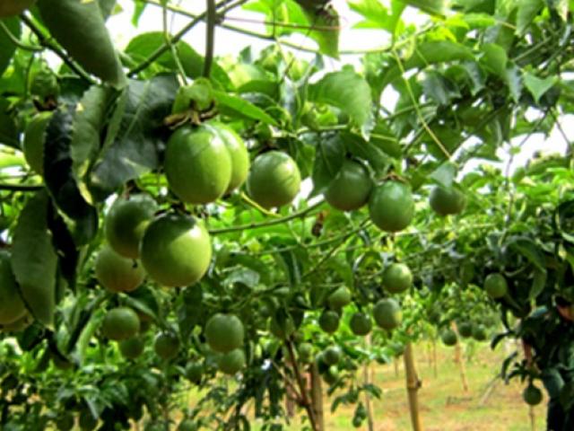 Thị trường - Tiêu dùng - Thứ trước chỉ mọc bụi rậm ở Việt Nam, nước ngoài xem là "dược vương"