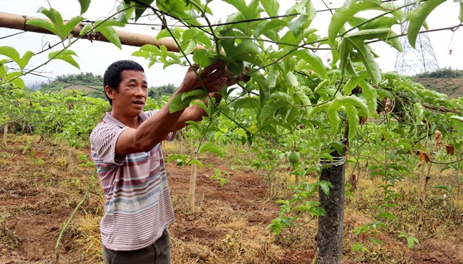 Chanh leo không bị ảnh hưởng của thời tiết, có thể chịu được nhiệt độ nóng về mùa hè và lạnh về mùa đông. 
