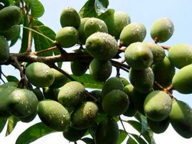 Ẩm thực - Loại quả hình thoi, vị chua ngọt không chỉ là gia vị của nhiều món ăn mà còn là vị thuốc tuyệt vời