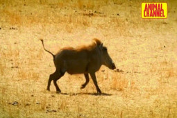 Video: Bị lợn rừng "máu chiến" truy đuổi, sư tử trèo vội lên cây