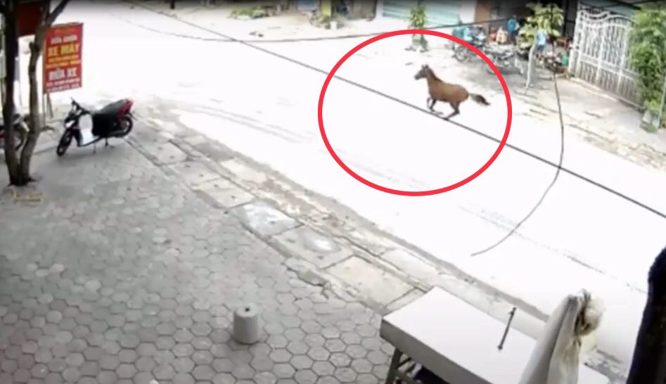 Con ngựa phi nhanh trên đường gây nguy hiểm cho người tham gia giao thông.