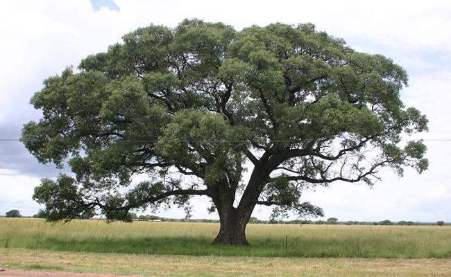Marula (Sclerocarya birrea) là giống cây mọc phổ biến ở châu Phi, đặc biệt là ở Nam Phi. Giống cây này đã xuất hiện từ cả ngàn năm trước. 
