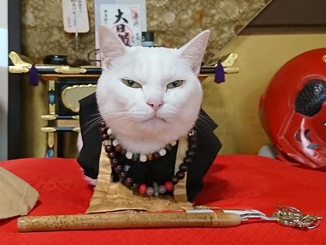 Du lịch - Ngôi chùa đặc biệt ở Nhật Bản, từ trụ trì cho đến sư sãi đều là mèo