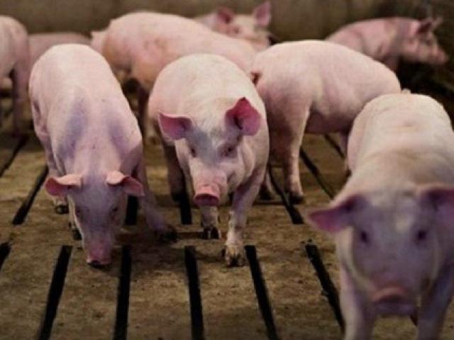 Thị trường - Tiêu dùng - Lao đao vì Covid-19, giá giảm sâu, “thủ phủ heo” lâm cảnh ế ẩm, hơn 60% khó tiêu thụ